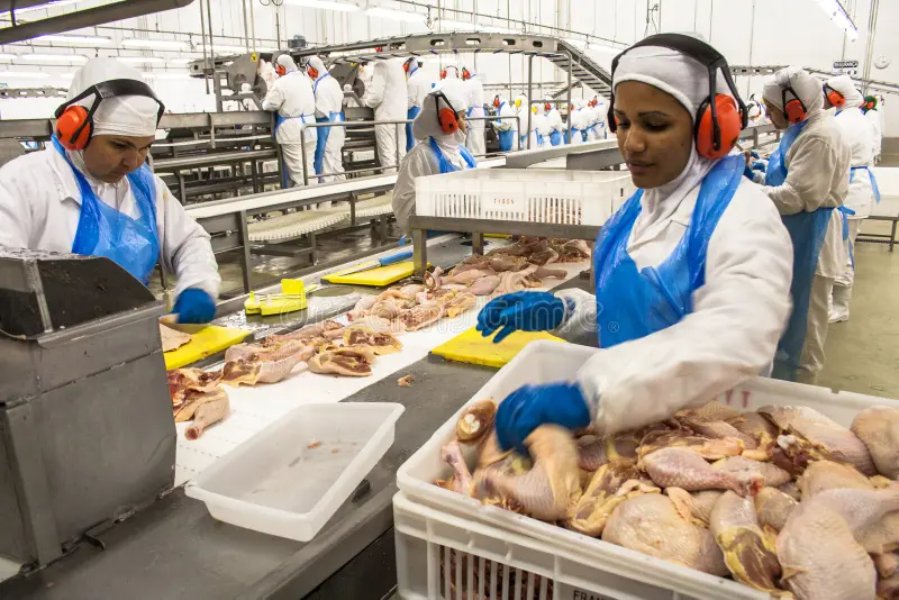 Brazil poultry exports supplier for frozen chicken