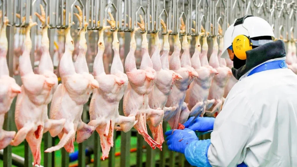 Premium frozen chicken parts ready to boil – Brazil Poultry Exports