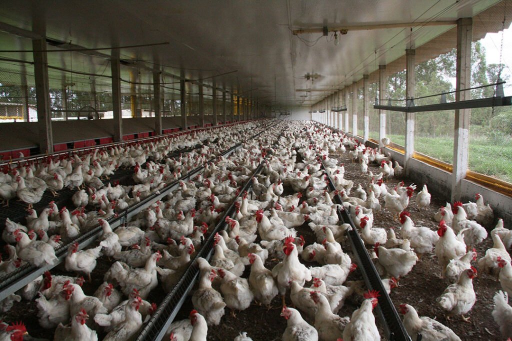 Brazilian halal chicken farm prepared for export to Middle Eastern markets