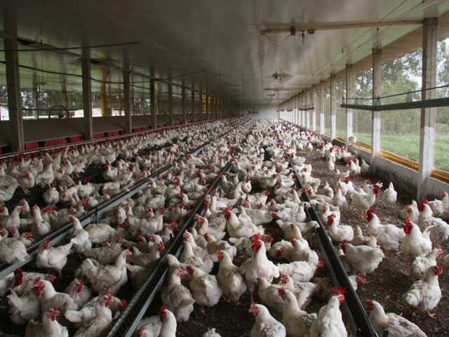 Why the Middle East Still Trusts Brazilian Halal Chicken: An Inside Look at Biosecurity and “Regionalization”