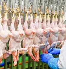 Frozen whole chicken exported by Brazil chicken exporters